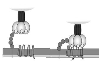 transcription Processing of viral proteins/rna Viral assembly/ maturation