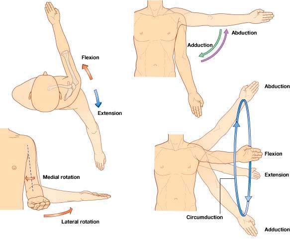 Anatomy of the shoulder Function of the shoulder muscles Abduction: Supraspinatus and Deltoid muscles Adduction: