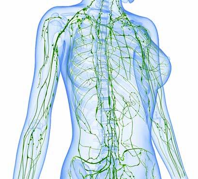 Lymph nodes can be found all over our body
