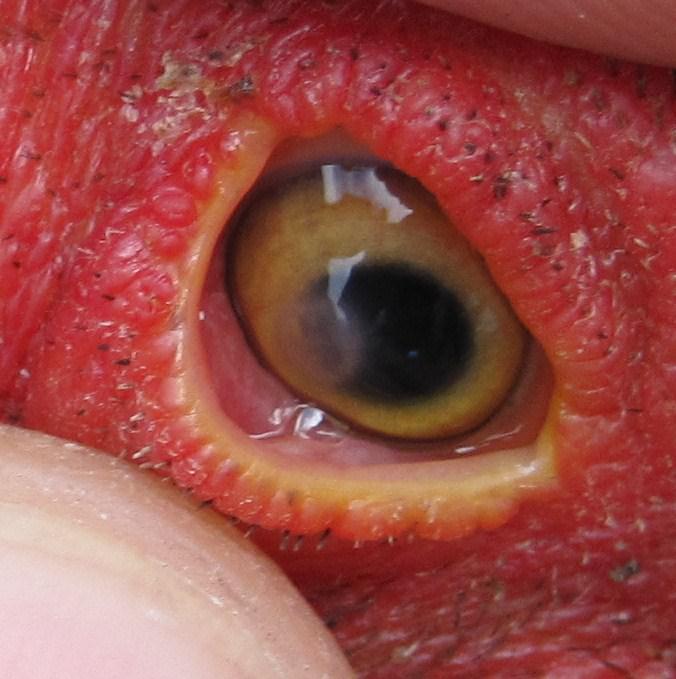 Picture of eye