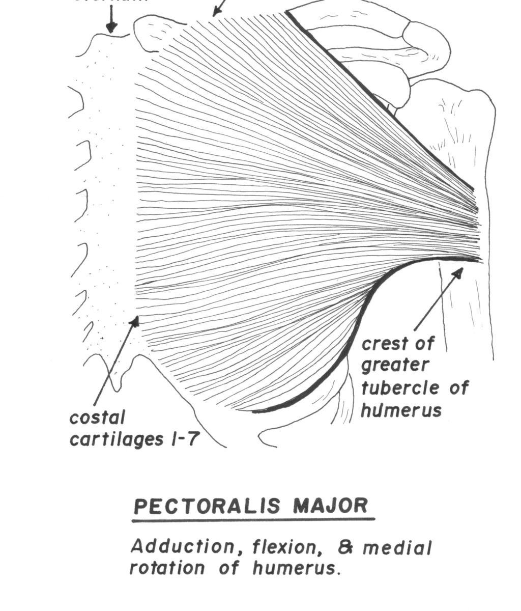 MUSCLES CONNECTING THE UPPER LIMB TO THE AXIAL