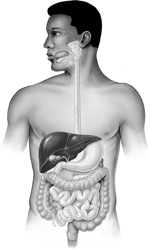 Chemical and Physical Processes of Digestion 105 Salivary glands: produce salivary amylase for the digestion of starch.
