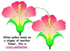 Plant Reproduction Pea plants can