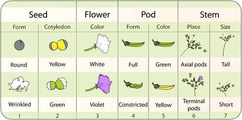 Mendel studied the inheritance patterns for many different traits, or forms of characteristics, in pea plants, including round seeds versus wrinkled seeds, white flowers versus purple flowers, and