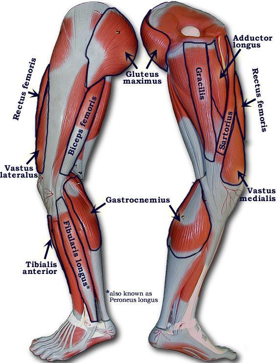 Leg Muscles **Know the following