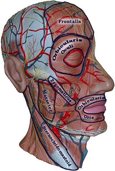Muscles Head and Neck Model **Know the following