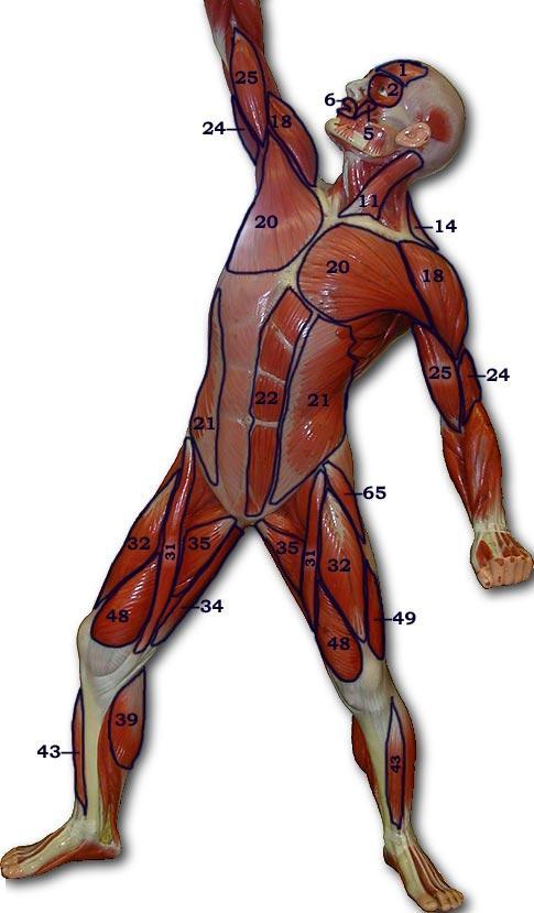 Muscle Man Anterior Side **Know the following muscles on the Muscle Man model. 1. Frontalis 25. Biceps Brachii 2. Orbicularis Oculi 31. Sartorius 5. Zygomaticus 32. Rectus Femoris 6.