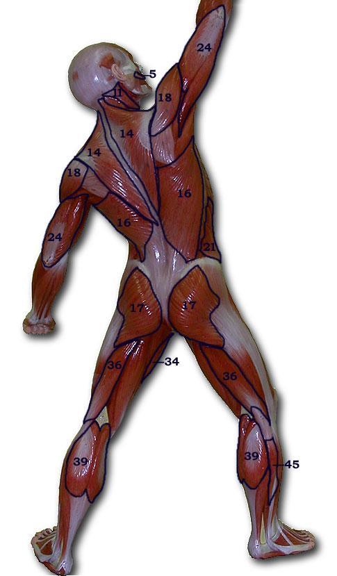 Muscle Man Posterior Side **Know the following muscles on the Muscle Man model. 1. Frontalis 25. Biceps Brachii 2. Orbicularis Oculi 31. Sartorius 5. Zygomaticus 32. Rectus Femoris 6.