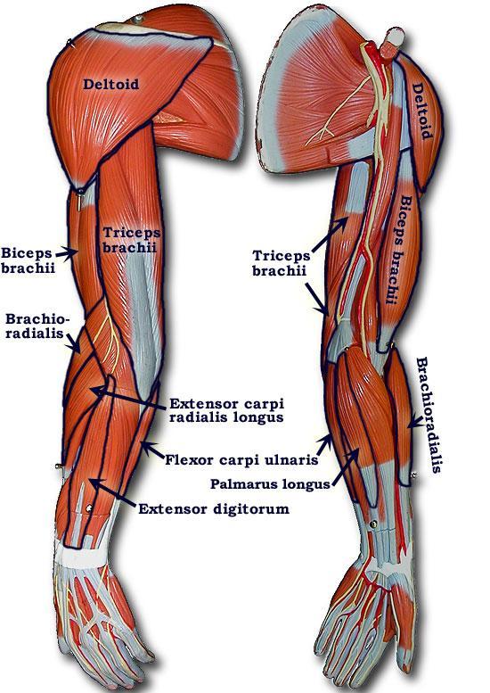 Arm Muscles **Know the following