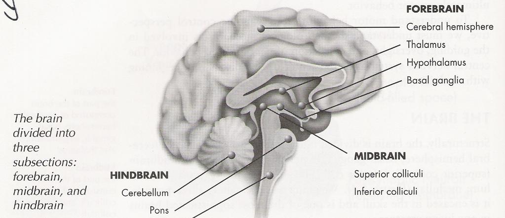 The Brain Divided into three section: Hindbrain Pons Cerebellum medulla Midbrain