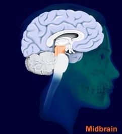 Midbrain Located just above pons and contains the reticular formation Plays a major role in