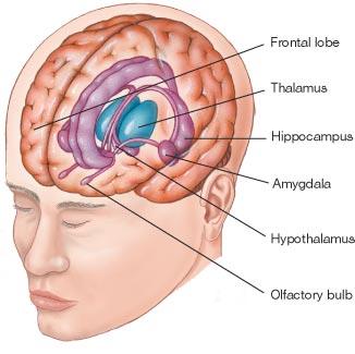 Limbic system Limbic system controls behaviors including emotions, motivation, and