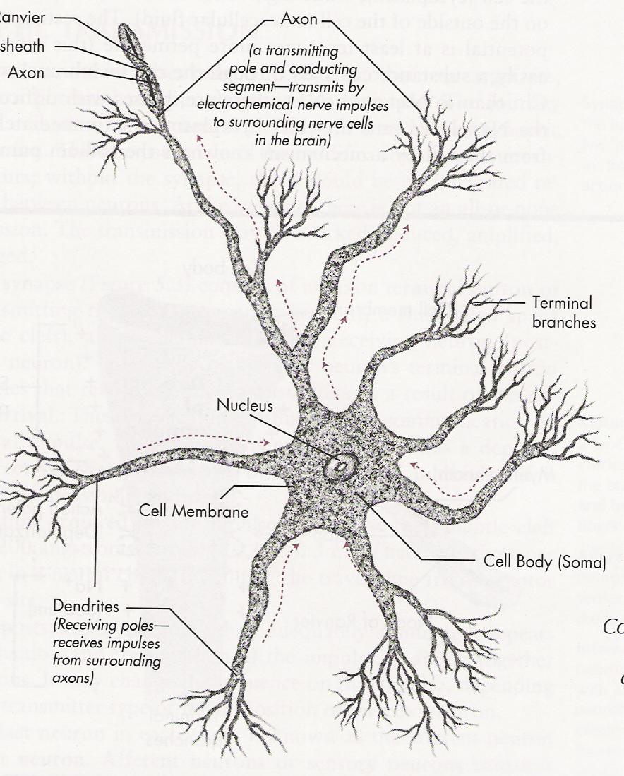 Neuron: Basic Unit of CNS Axon is the transmitting pole -neuron has only