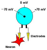 Resting When a neuron is at rest, the inside of the neuron is negative relative to the outside.