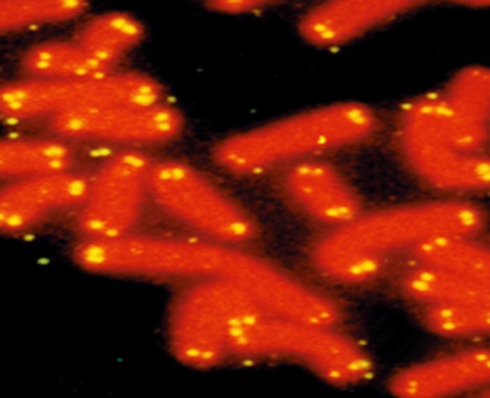 Slika 1. Fluorecentna mikroskopija hromozomi crvene boje, telomere na krajevima hromozoma- žute boje (8).