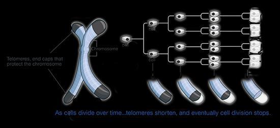 prestaje deoba ćelija Slika 2. Telomere na krajevima hromozoma.