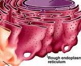Functions of Rough ER The rough ER Has bound ribosomes, which secrete glycoproteins (proteins covalently bonded to