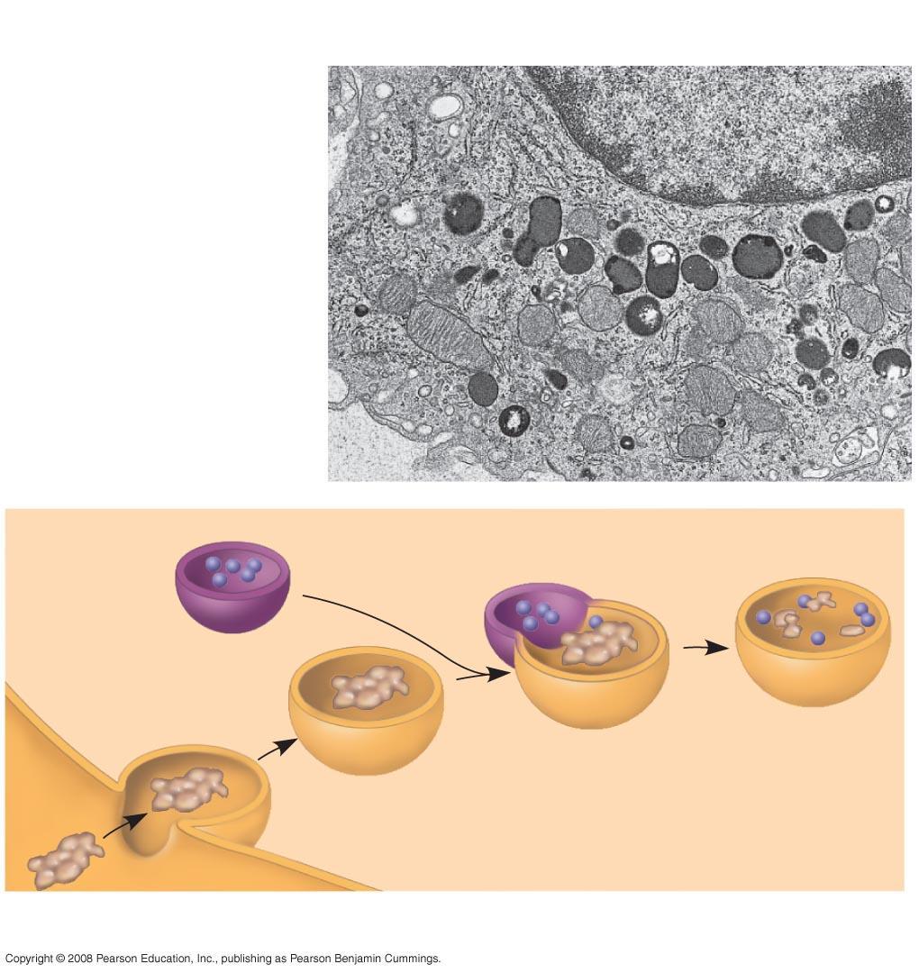 Fig. 6-14a Nucleus 1 µm Lysosome Lysosome Digestive