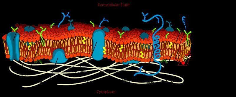 The plasma membrane is a selective barrier that allows sufficient passage of oxygen, nutrients, and waste to