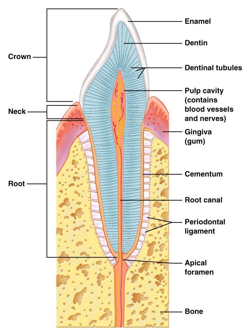 Teeth - Regions Crown Exposed part of the tooth Covered in enamel a cellular, brittle material that bears