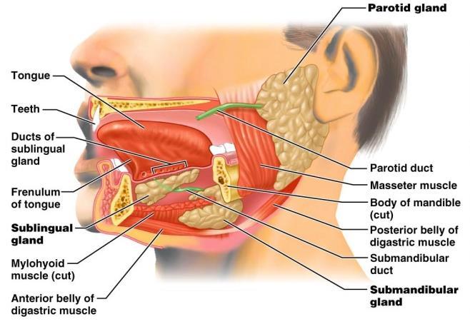 Salivary Glands Secrete saliva Cleanses mouth Dissolves food chemicals for tasting Moistens food and aids in bolus formation Contains enzymes