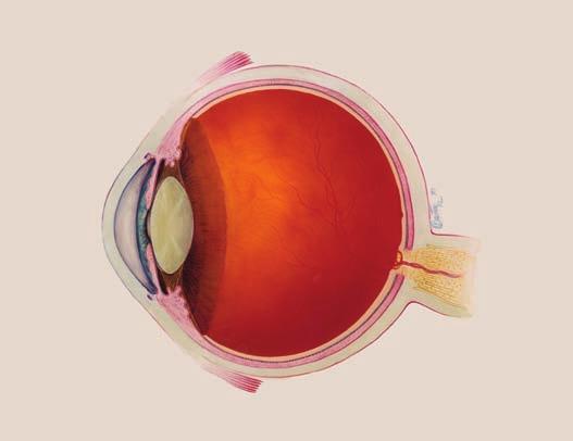What You Should Know About Glaucoma What You Should Know About Glaucoma This booklet is for people with glaucoma and their families and friends.