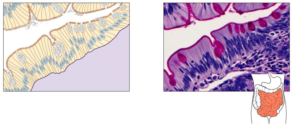 Fig05.03 3. In the intestine, these cells possess microvilli that increase the surface area available for absorption. 4. Mucus-secreting goblet cells can be found among columnar cells.