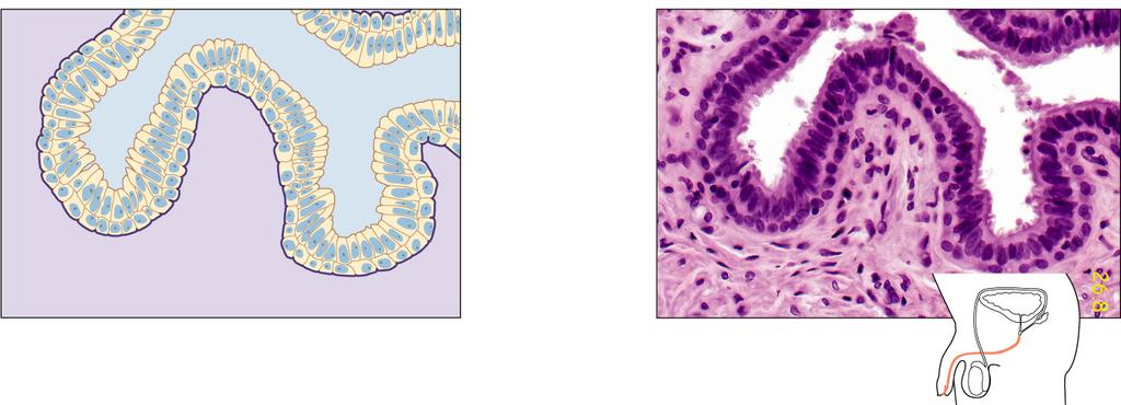 Fig05.07 H. Stratified Columnar Epithelium 1. This tissue consists of several layers of cells and is found in the ductus deferens, part of the male urethra, and parts of the pharynx.