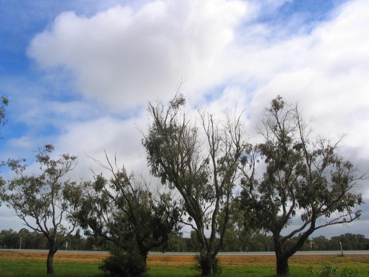 Treatment trials Defoliation of Eucalyptus rudis from annual attack by lerp psyllid (Creiss periculosa) Established trial to determine potential control treatment Treatments MEDICAP MD implants