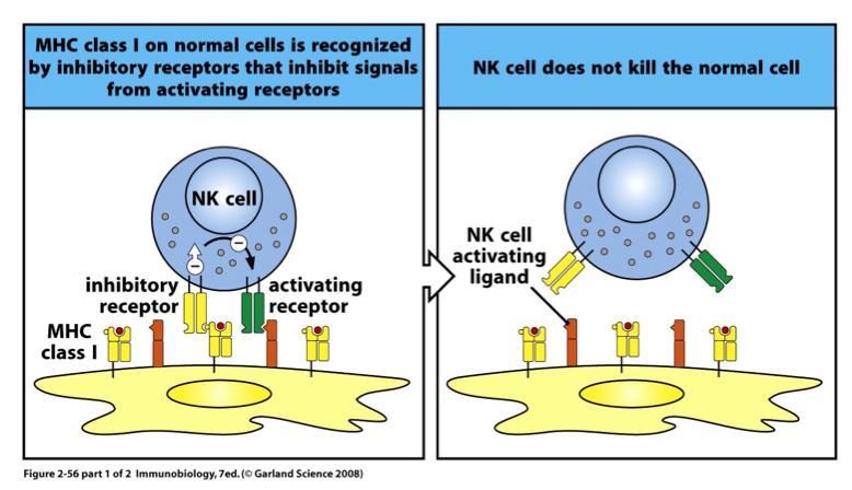 Natural killer cells NK cells express activating and