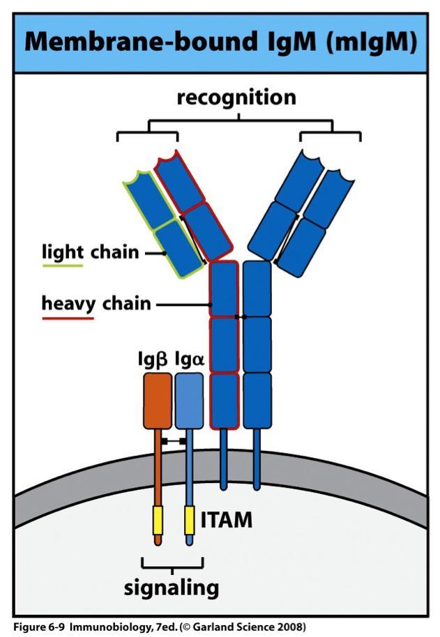 The B cell receptor The B cell receptor complex is made up of cell-surface immunoglobulin (Ig) with one each of the invariant proteins Igα and Igβ The Ig recognizes and binds antigen but cannot