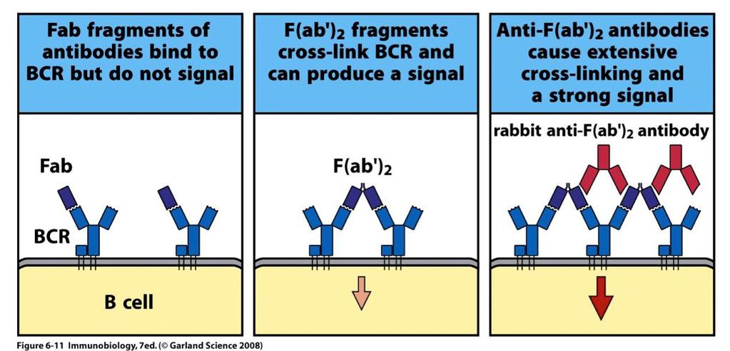 Activation of B cell receptors occurs via cross-linking Fab fragments of an anti-ig can bind to Ig molecules but cannot crosslink them and they fail to activate the B cell F(ab )2 fragments of the