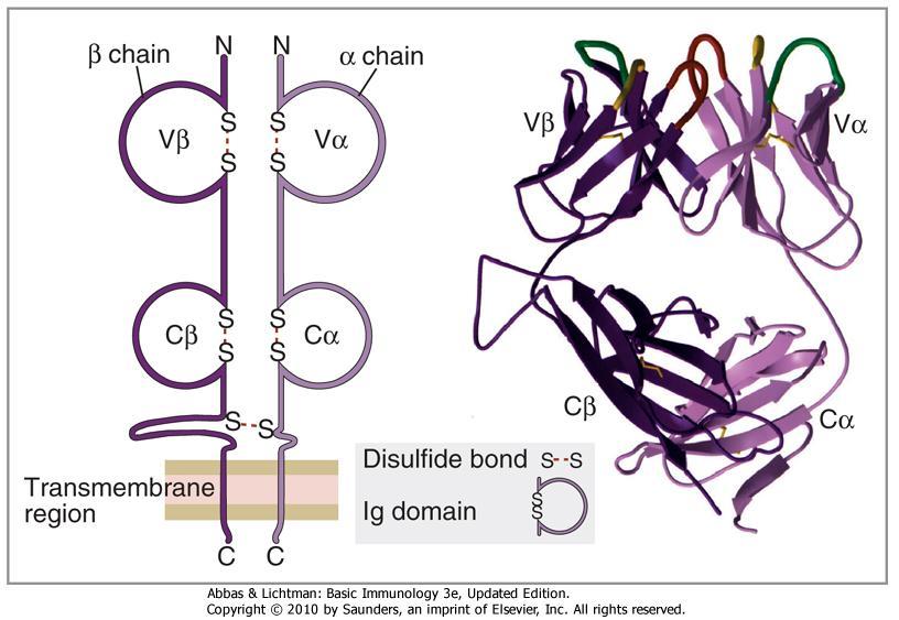 Structure of the T cell receptor Most T cells possess αβtcr, a minority (5-10%) express TCR composed of γδ chains The antigen-binding region of the TCR is formed by the Vα