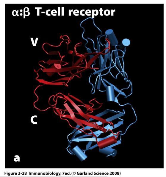 γδ T cell receptor Similar in shape to the αβ TCR Specialized to bind to certain