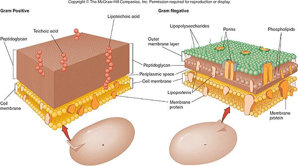 Example: Receptors for bacterial macromolecules Lipopolysaccharide (LPS), also called endotoxin,