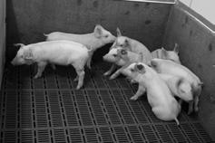 Feeding to nursery pigs A step-up inclusion strategy by feeding phase is recommended for weaned pigs to allow them to progressively adapt to the flavour and fibre content of diets containing (Figure