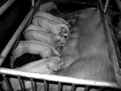 pale, soft and exudative (PSE) pork from hogs fed. Slaughter plants should provide proper lariage conditions and implement blast-chilling of carcasses.