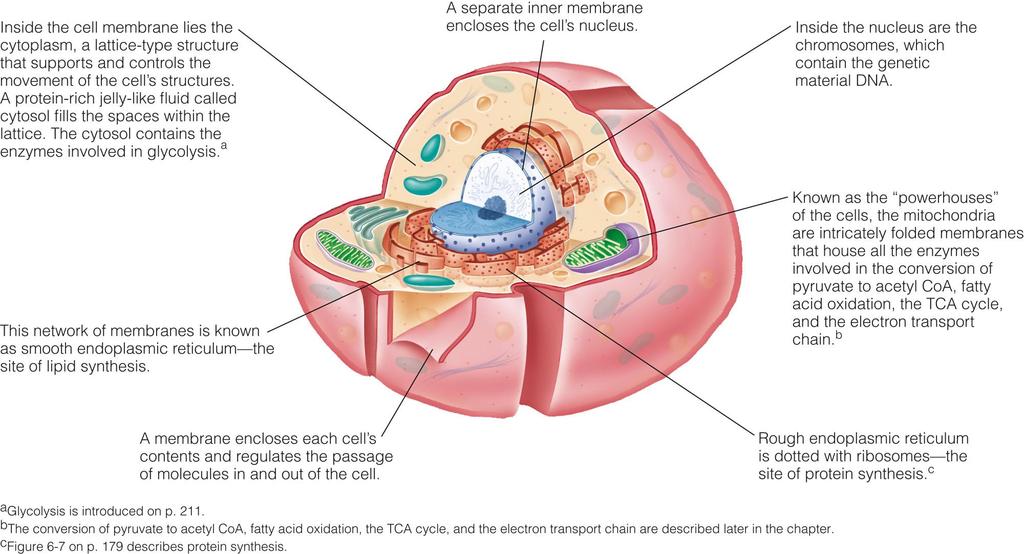 A Typical Cell http://nutrition.jbpub.
