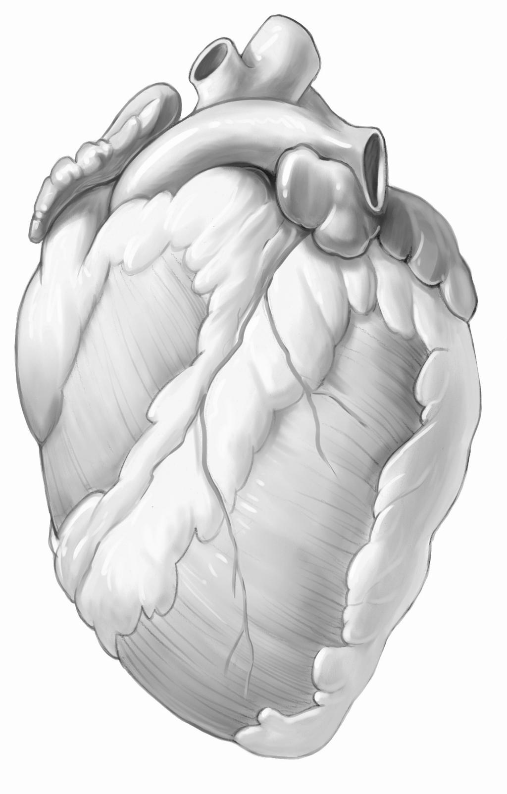 CHAPTER 8 Investigation 8.A: Identifying Structures of the Circulatory System Question: What features of a mammalian heart can you identify in a real or virtual heart?