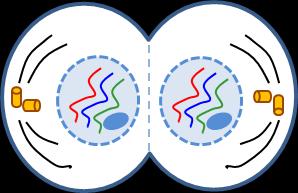 1 Name: Date: MITOSIS AND THE CELL CYCLE PowerPoint Notes THE FUNCTIONS OF CELL DIVISION 1. Cell division is vital for all. This is the process that can create. 2.