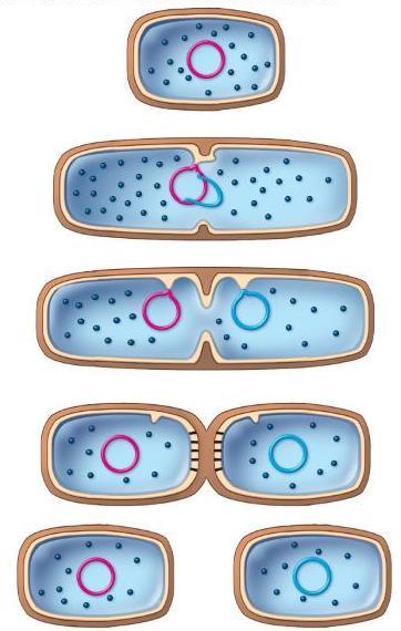 There are FIVE main functions of cell division: 1) reproduction for cellular organisms. (like bacteria) as well as unicellular (like paramecium) reproduce asexually by a type of cell division called.