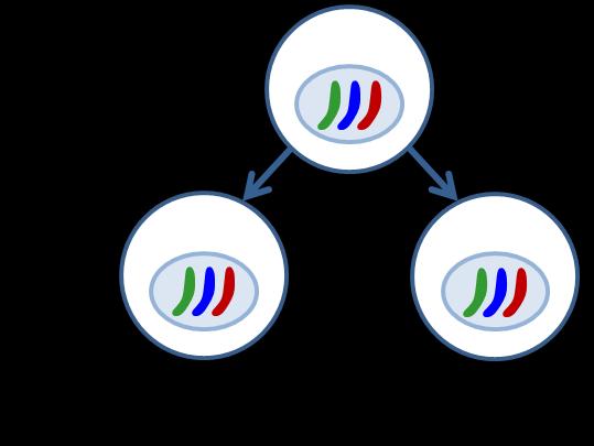 To create identical daughter cells, this type of cell division must involve and a process called which involves the and of the DNA into two halves. Mitosis is a part of the. THE CELL CYCLE Fig.