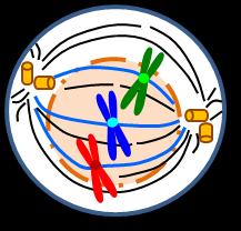 PROMETAPHASE a) The nuclear membrane is completely dissolved which allows the access to the duplicated chromosomes. b) The has disappeared.