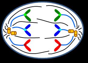 TELOPHASE a) This phase is essentially the of prophase.