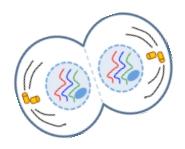 1 Name: Date: MITOSIS AND THE CELL CYCLE PowerPoint Notes THE FUNCTIONS OF CELL DIVISION 1. Cell division is vital for all. living organisms This is the only process that can create. new cells 2.