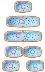 There are FIVE main functions of cell division: 1) Asexual reproduction for cellular uni organisms.