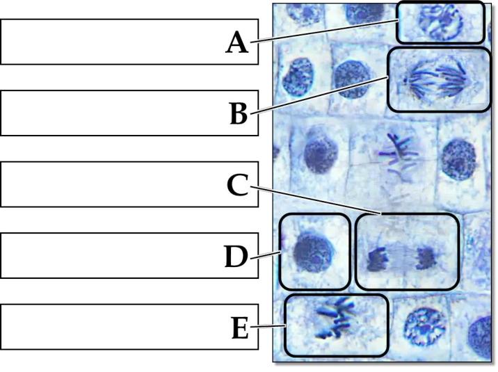 8 22. Identify cells A-E as interphase, prophase, metaphase, anaphase or telophase.