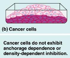 Development of Cancer Cancer develops only after a cell experiences ~6 key mutations ( hits ) 1. Unlimited growth a. Turn on growth promoter genes 2. Ignore checkpoints a.