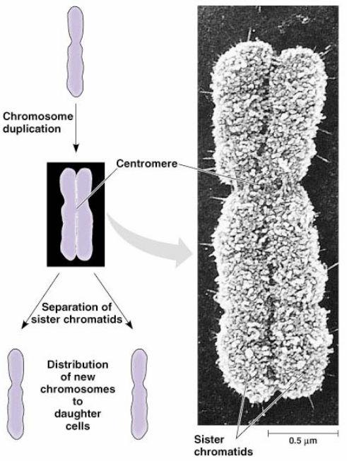 Chromosome Duplicated chromosome consists of 2 sister chromatids o Narrow at their centromeres o