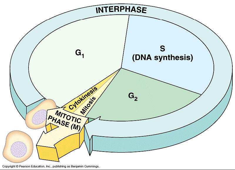Interphase 90% of cell life cycle o Cell doing its everyday job Produce RNA, synthesize proteins o Prepares